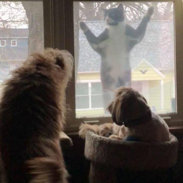 Funny Animals (49 pics)