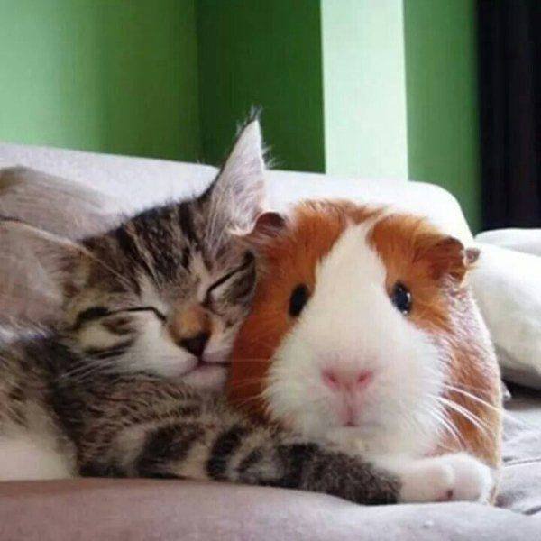 Funny Animals (49 pics)