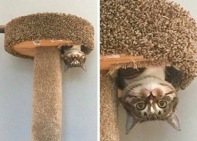 Funny Animals (49 pics)