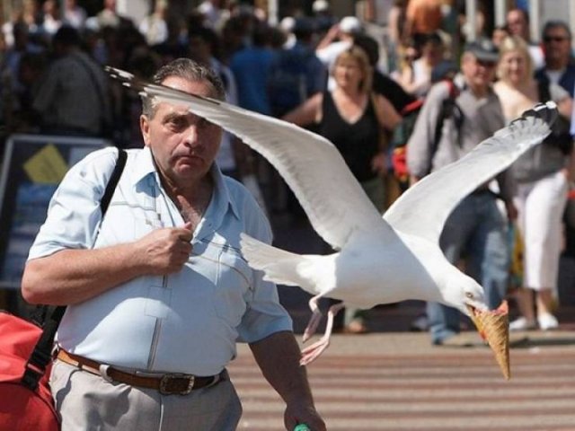 Funny Seagulls Stealing Food (27 pics)