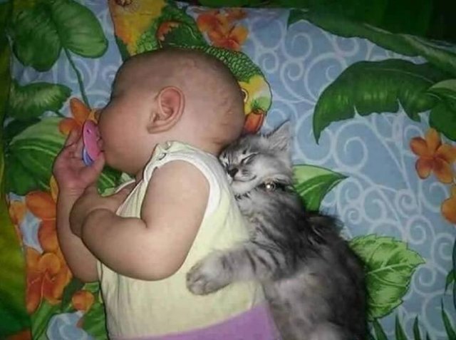 Funny Animals (49 pics)