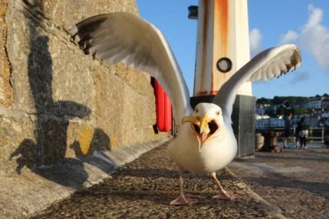 Funny Seagulls Stealing Food (27 pics)