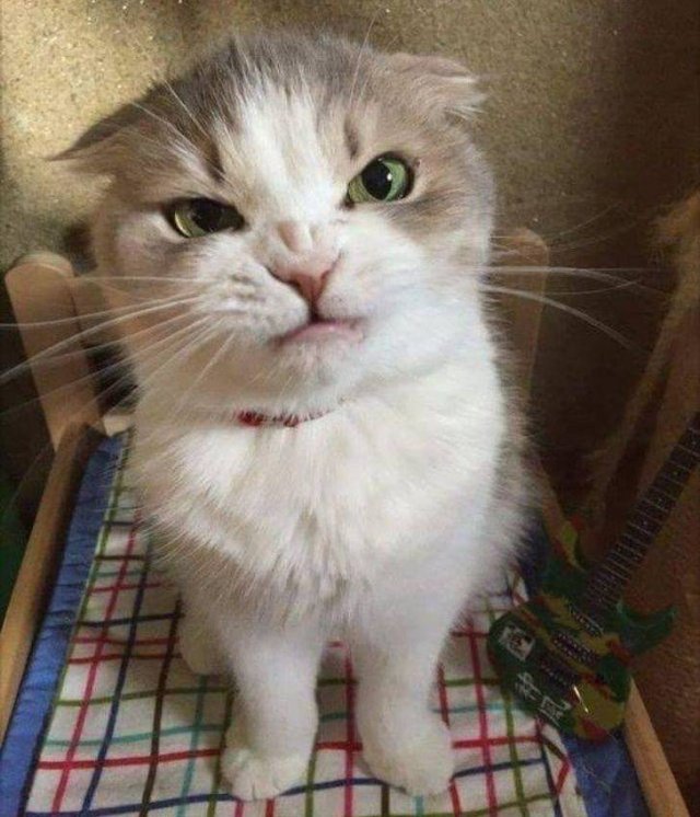 Funny Animals (49 pics)