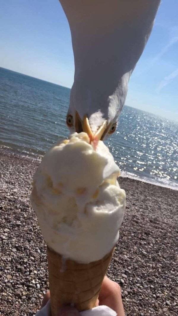 Funny Seagulls Stealing Food (27 pics)