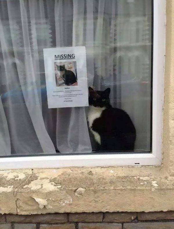 Funny Animals (49 pics)