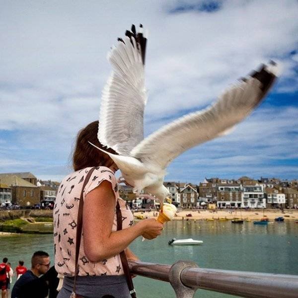 Funny Seagulls Stealing Food (27 pics)