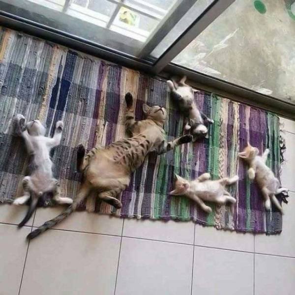 Funny Animals (49 pics)