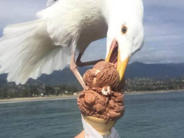 Funny Seagulls Stealing Food (27 pics)