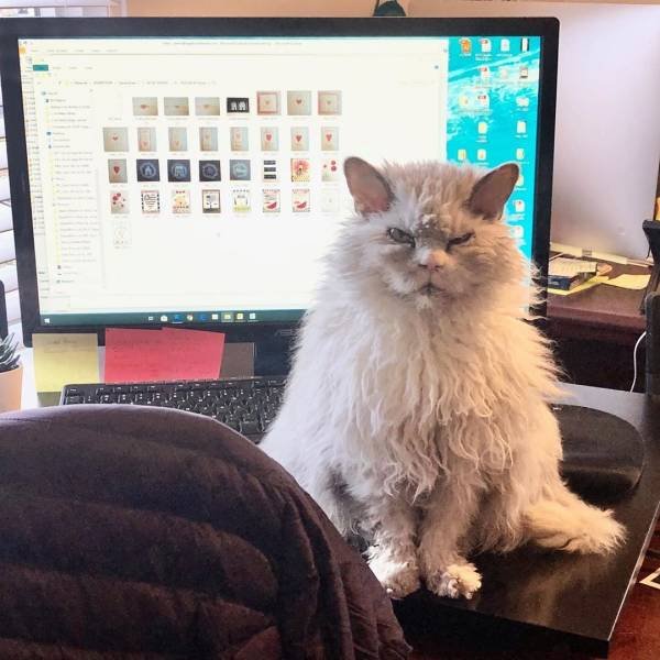 Funny Animals (49 pics)