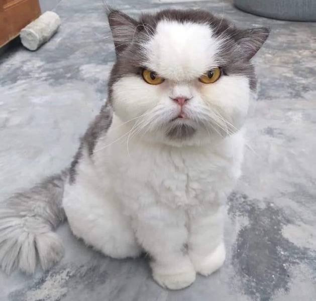 Funny Animals (49 pics)