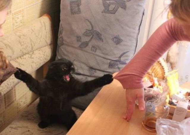 Funny Animals (49 pics)