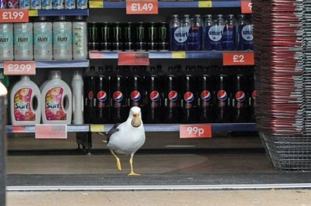 Funny Seagulls Stealing Food (27 pics)