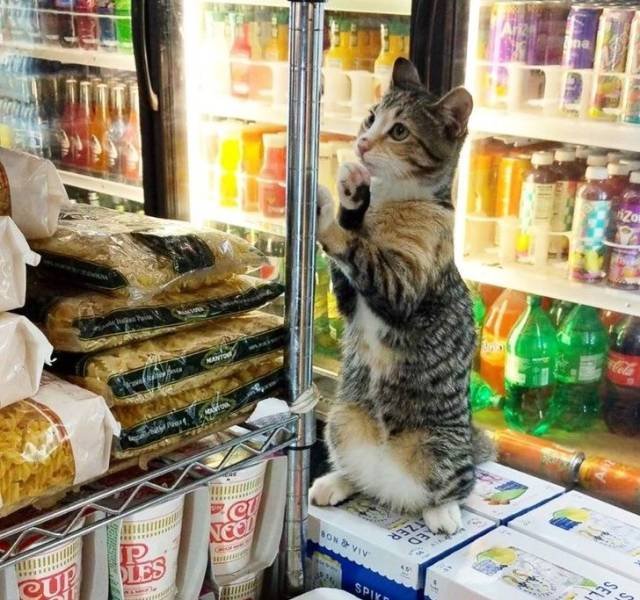 Funny Animals (49 pics)