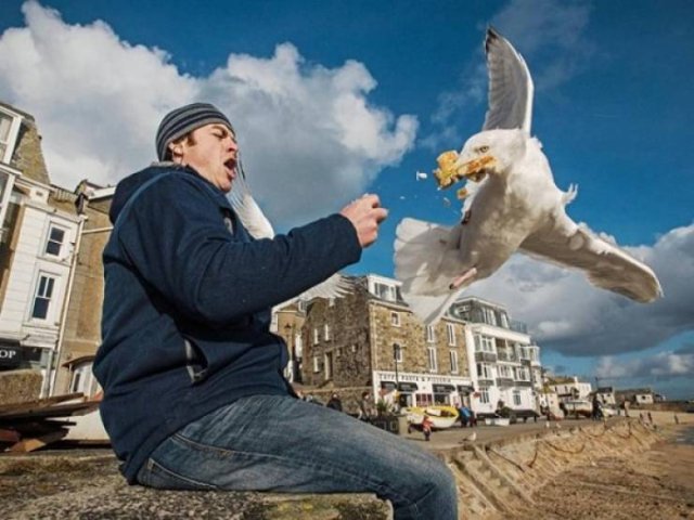 Funny Seagulls Stealing Food (27 pics)