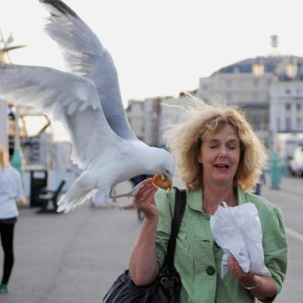 Funny Seagulls Stealing Food (27 pics)