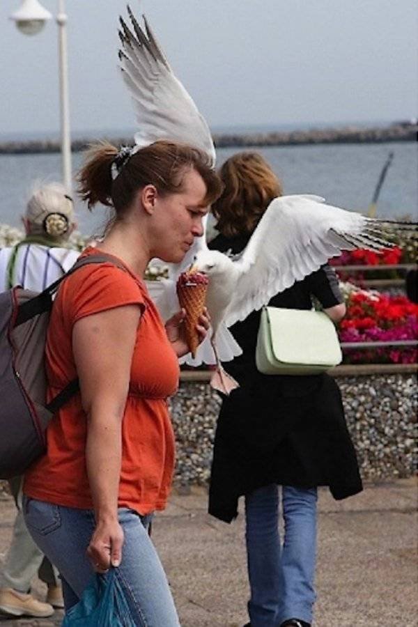 Funny Seagulls Stealing Food (27 pics)