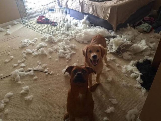 Funny Animals (49 pics)
