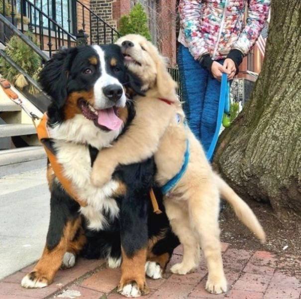Funny Animals (49 pics)