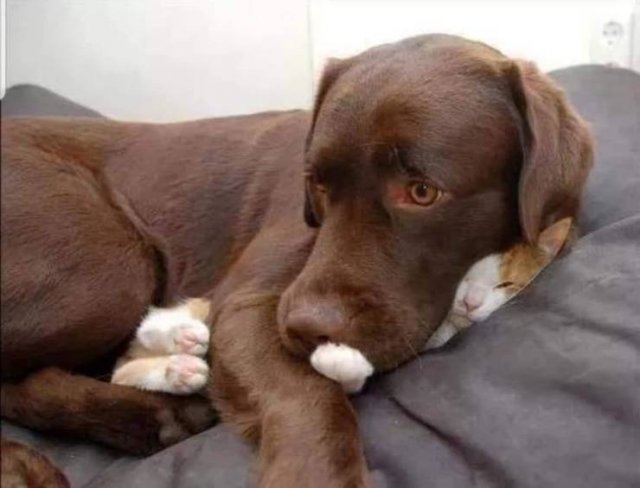 Funny Animals (49 pics)