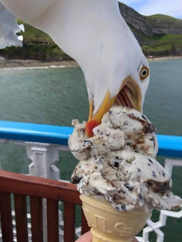 Funny Seagulls Stealing Food (27 pics)