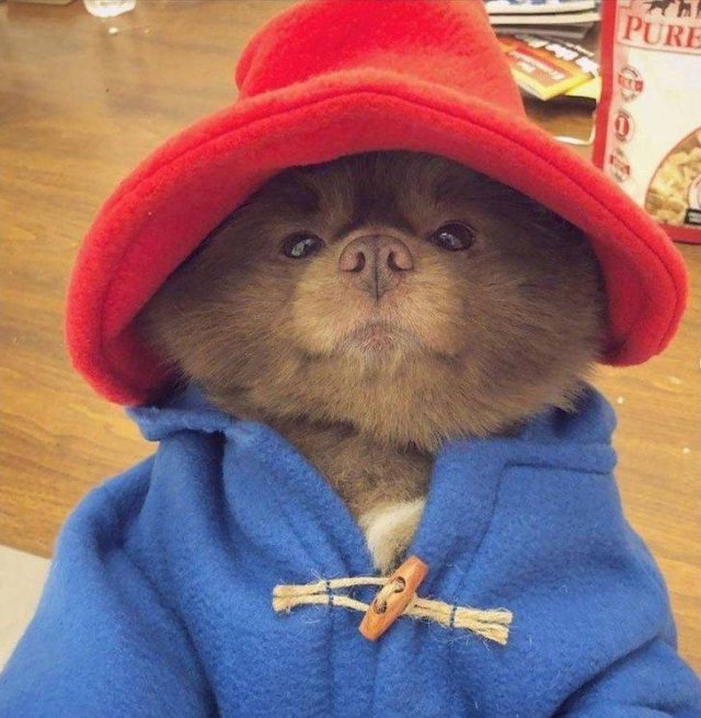 Funny Animals (49 pics)