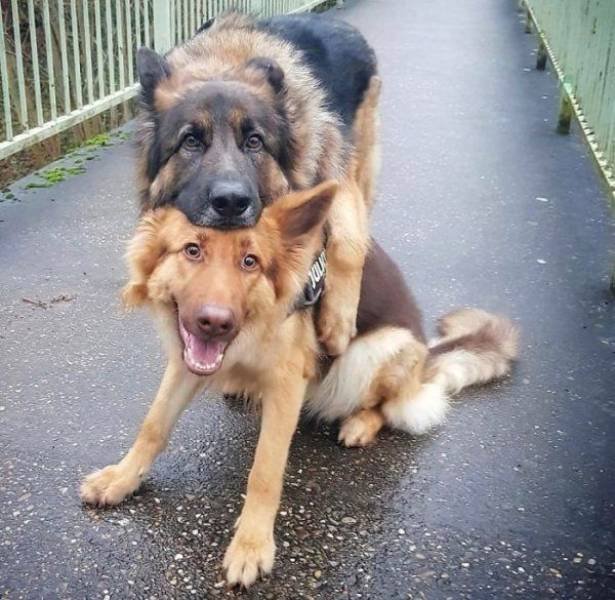 Funny Animals (49 pics)