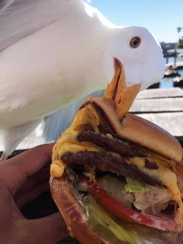 Funny Seagulls Stealing Food (27 pics)