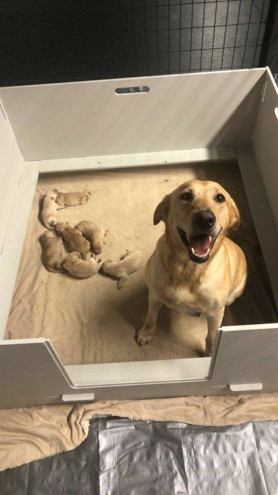 Funny Animals (49 pics)