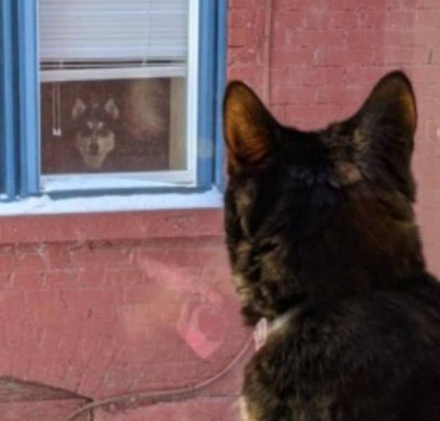 Funny Animals (49 pics)