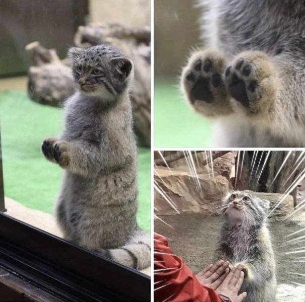 Funny Animals (49 pics)