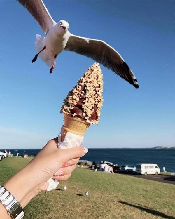 Funny Seagulls Stealing Food (27 pics)