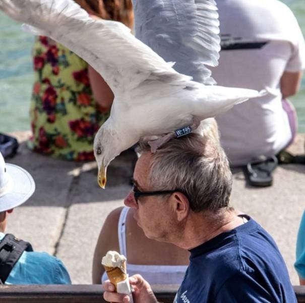 Funny Seagulls Stealing Food (27 pics)