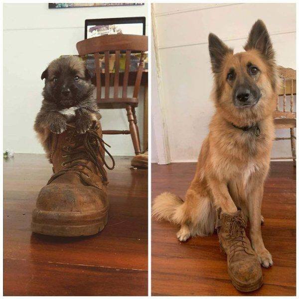 Funny Animals (49 pics)