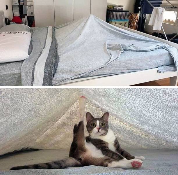 Funny Animals (49 pics)
