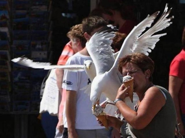 Funny Seagulls Stealing Food (27 pics)