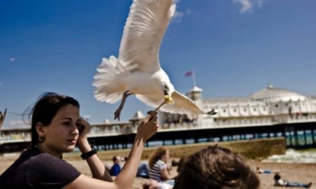 Funny Seagulls Stealing Food (27 pics)