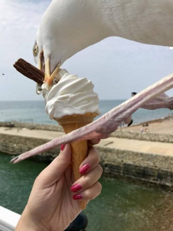 Funny Seagulls Stealing Food 27 Pics