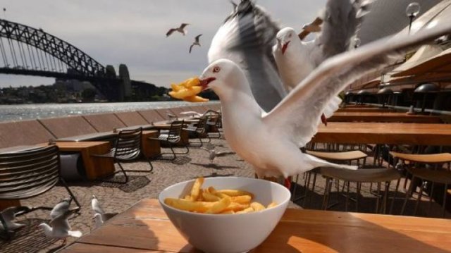 Funny Seagulls Stealing Food (27 pics)