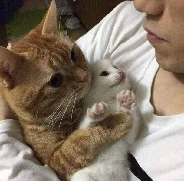 Funny Animals (49 pics)