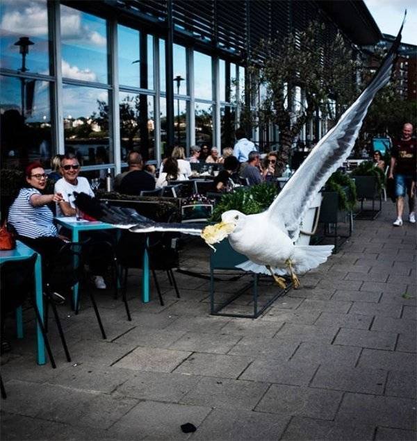 Funny Seagulls Stealing Food (27 pics)