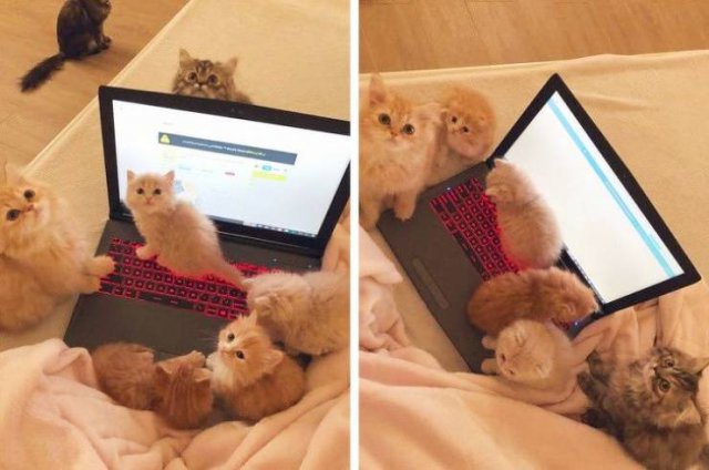 Funny Animals (49 pics)
