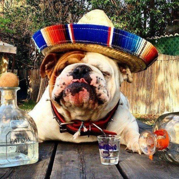 Funny Animals (49 pics)
