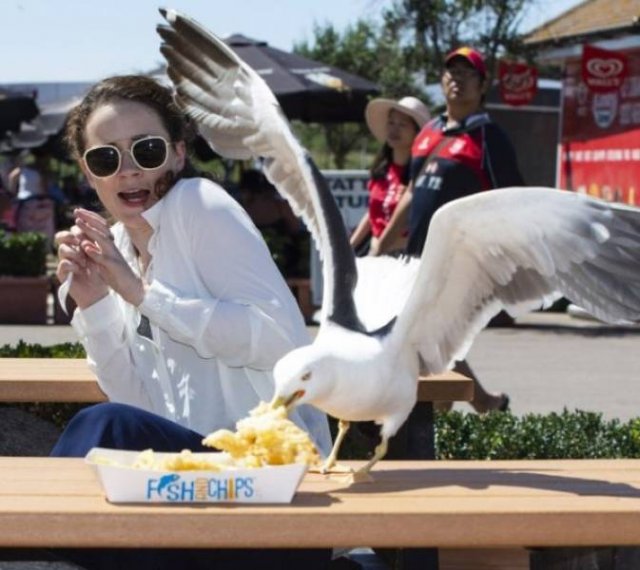 Funny Seagulls Stealing Food (27 pics)