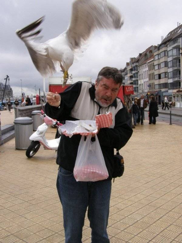 Funny Seagulls Stealing Food (27 pics)