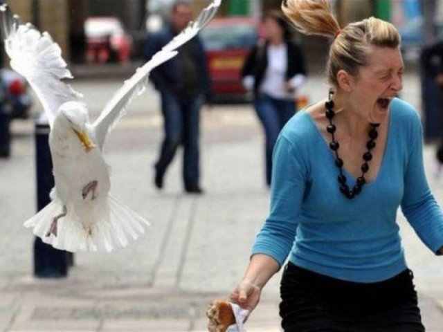 Funny Seagulls Stealing Food (27 pics)