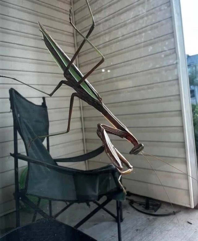 Optical Illusions (43 pics)
