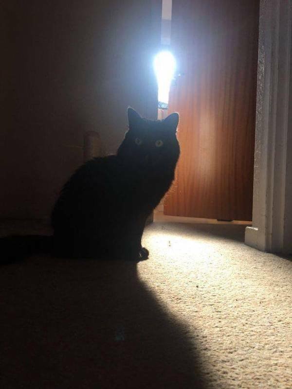 Optical Illusions (43 pics)