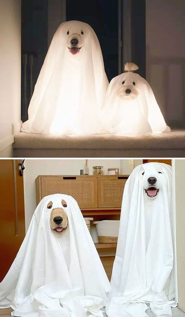 Funny Halloween Costumes For Animals (32 pics)