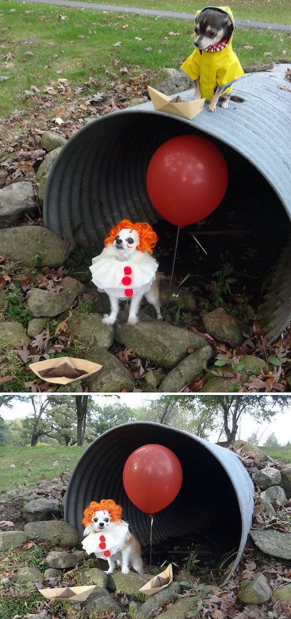 Funny Halloween Costumes For Animals (32 pics)