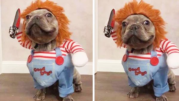 Funny Halloween Costumes For Animals (32 pics)